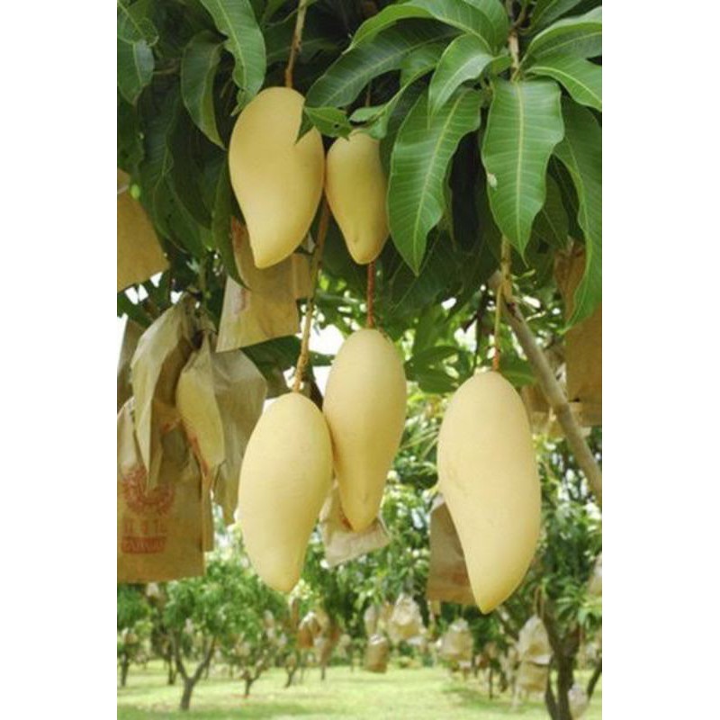 

mangga namdokmay golden asli