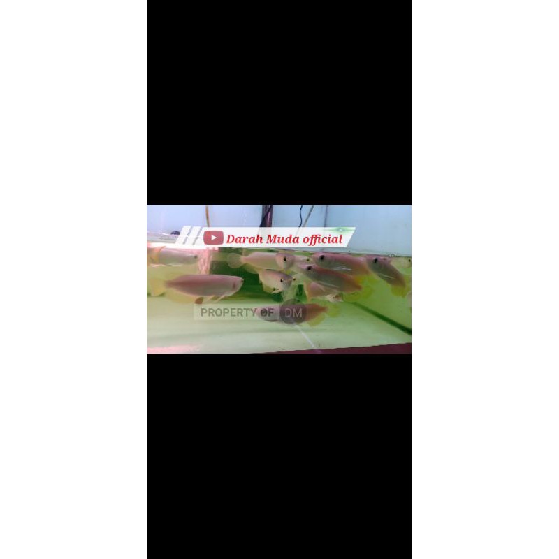 AROWANA BANJAR RED YELLOW METALIK