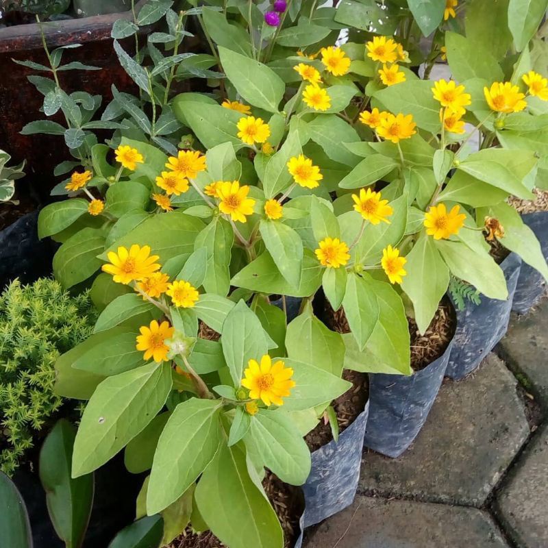 Tanaman Bunga Hidup / Bunga Matahari Mini