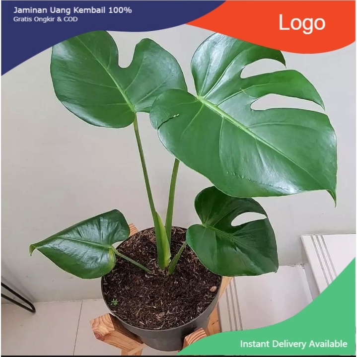 Tanaman hias monstera deliciosa / monstera deliciosa