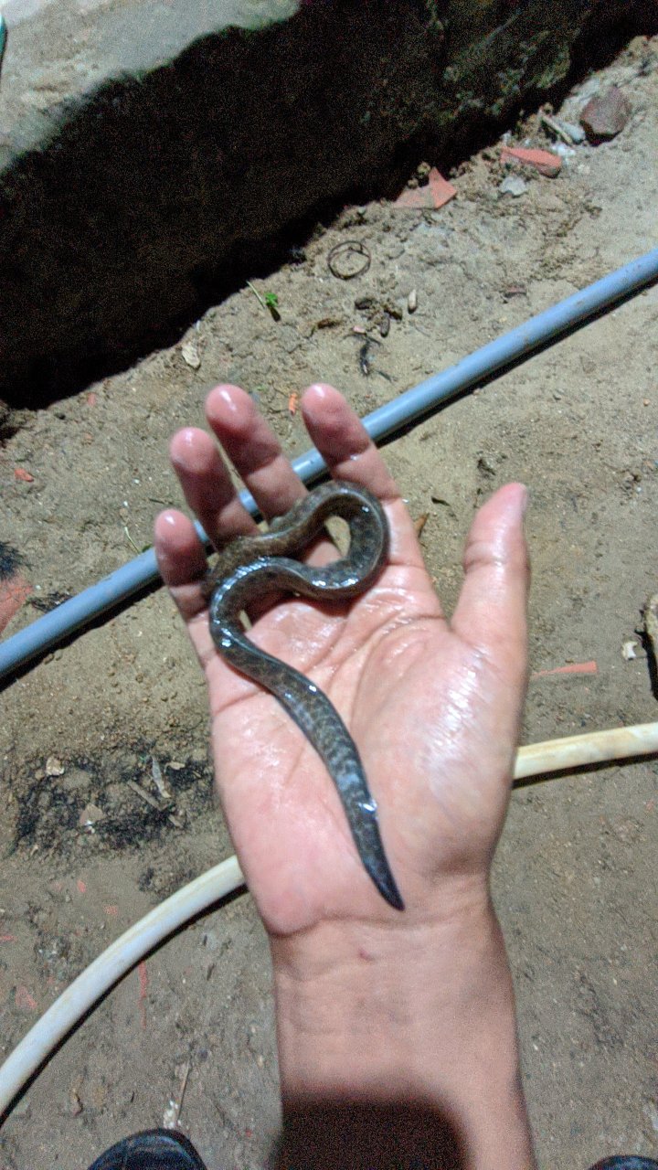 Pandawa Kemeja Batik Pria M.l.xl.xxl Lengan Pendek