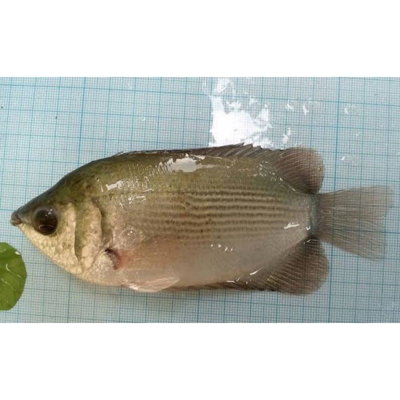 

Ikan Tembakang