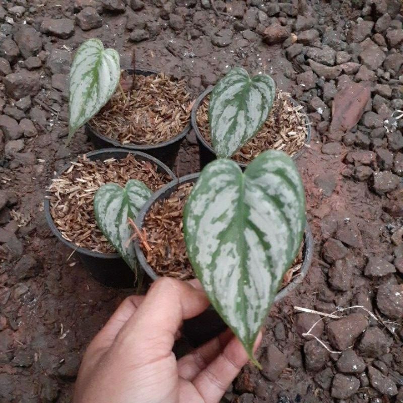 philodendron brandtianum 1 daun 1daun pucuk