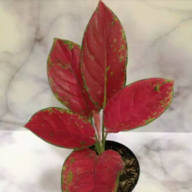 Bibit bunga  aglonema  red venus Shopee  Indonesia