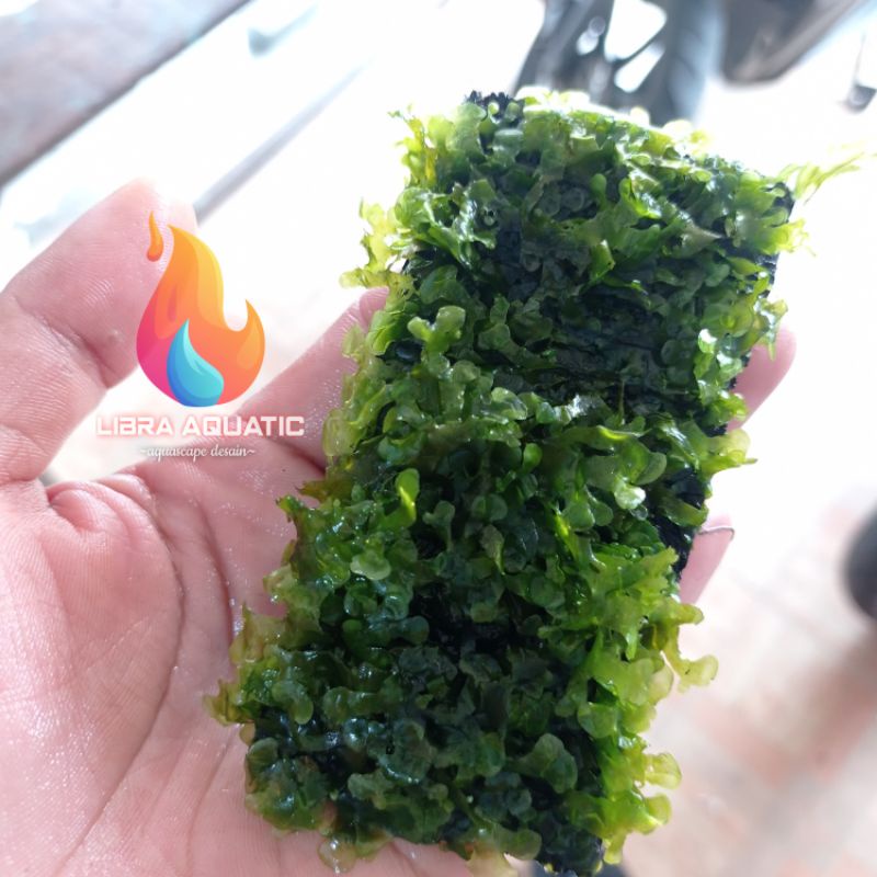 Moss pelia media pakis / Moss pelia / Moss aquascape