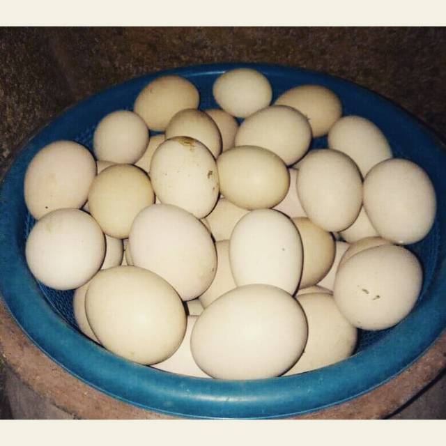 

TELUR FRESH BK, PAKHOY, BIRMA, SAIGON, MAGON, BIRKOK BISA DI TETASKAN