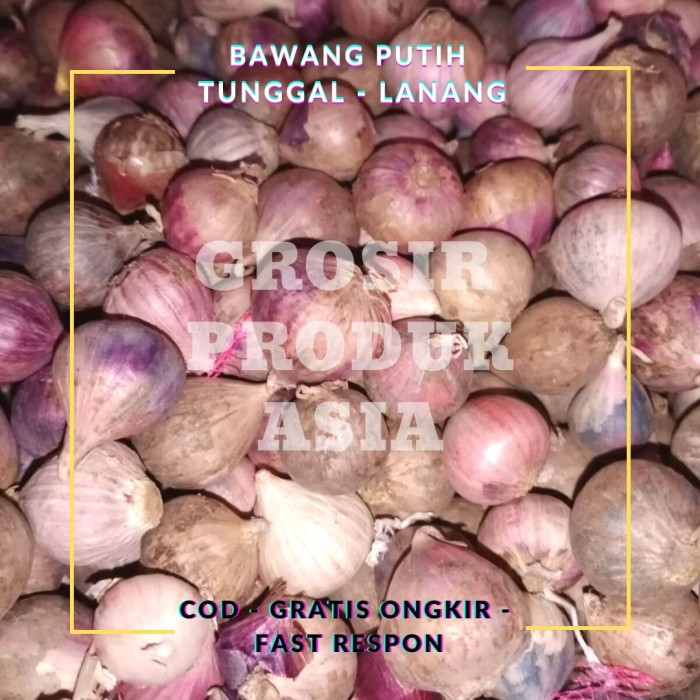 

Roxx.ea - .ea - .ea - Bawang Putih Tunggal 1Kilo