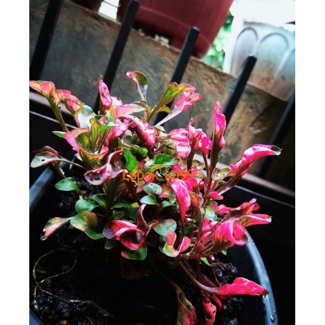 BUNGA KROKOT . KROKOT MERAH . KRIMINIL HIAS