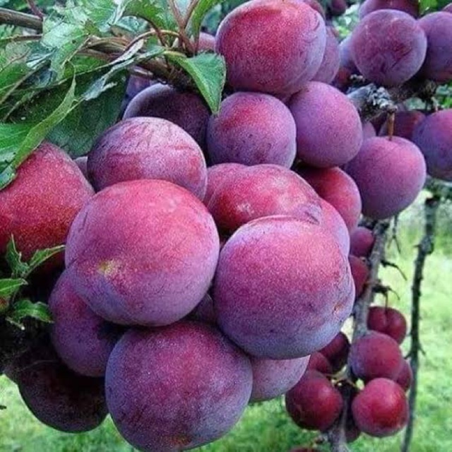 

Buah Plum