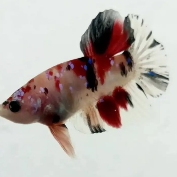 Ikan cupang plakat nemo jantan