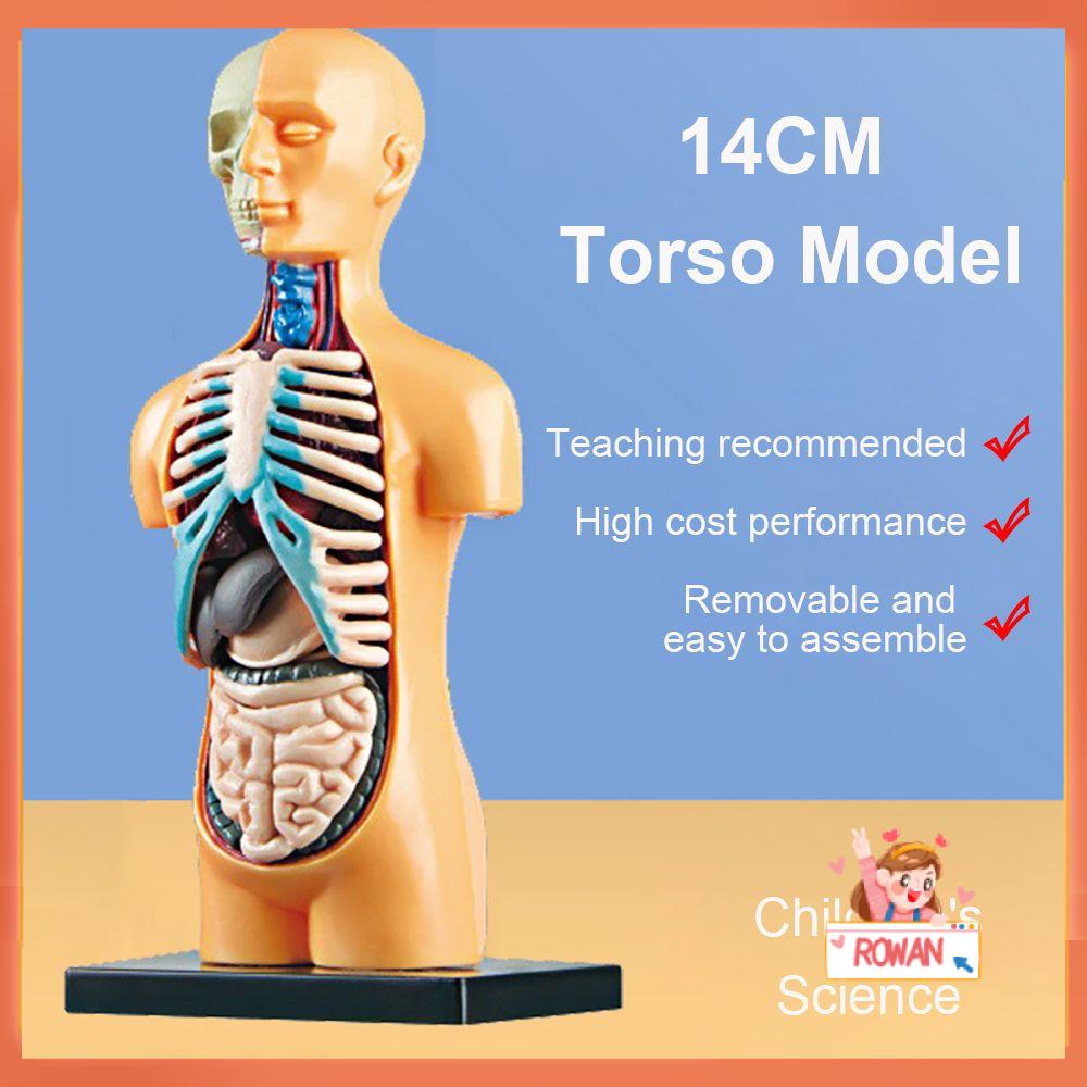 Model Anatomi Torso Organ Internal Untuk Alat Bantu Mengajar