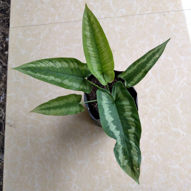 homalomena schismatoglottis