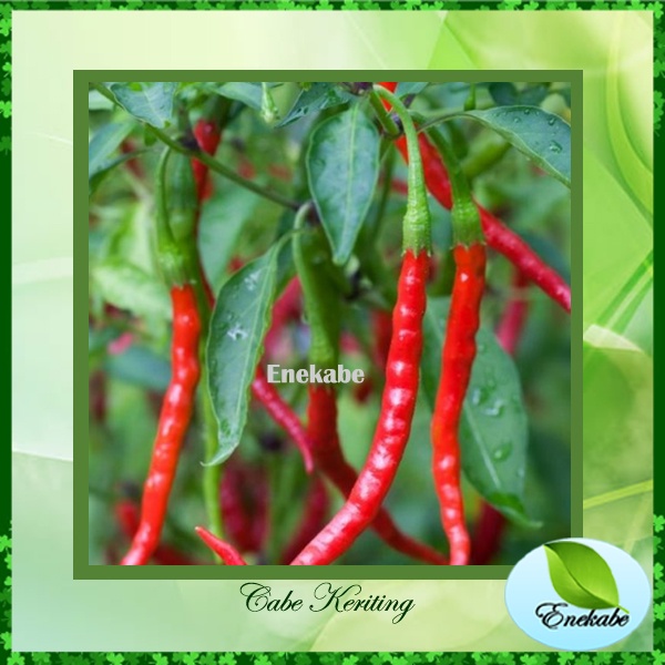 Bibit Cabe Keriting Benih Cabe Merah keriting