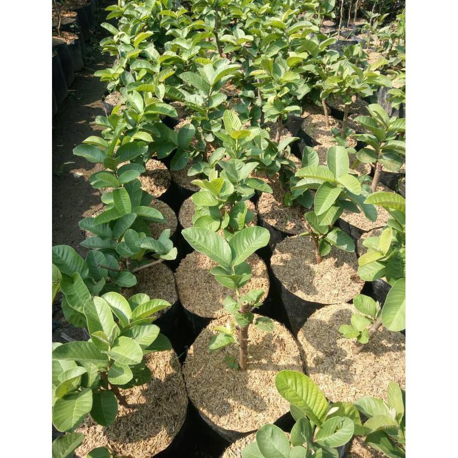 Bibit Jambu Kristal Cangkok