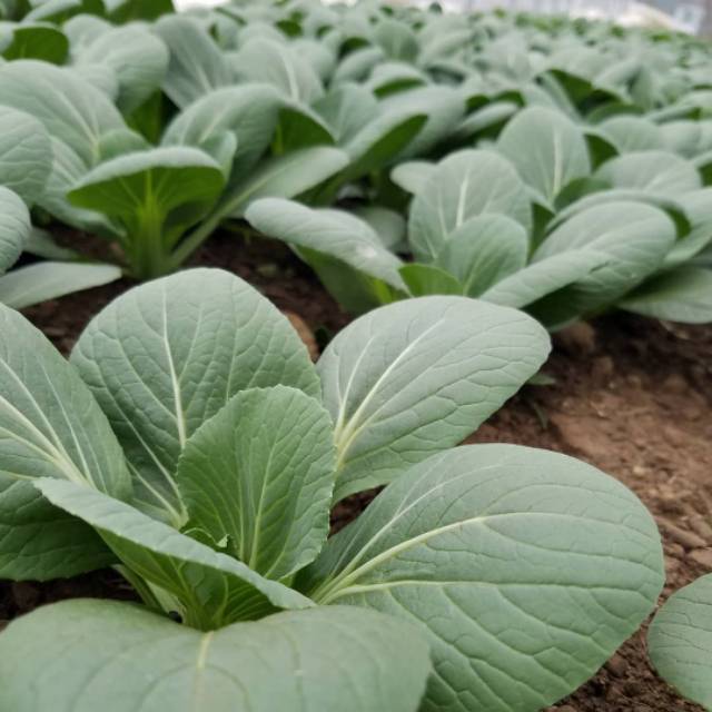 100 Biji - Benih Sawi pakcoy GREEN, pak choy / pakchoy sangat cocok untuk hidroponik - TAKII SEED