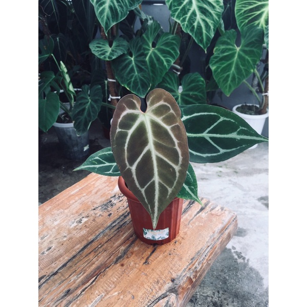 Anthurium Hybrid (Crystalinum x Magnificum)