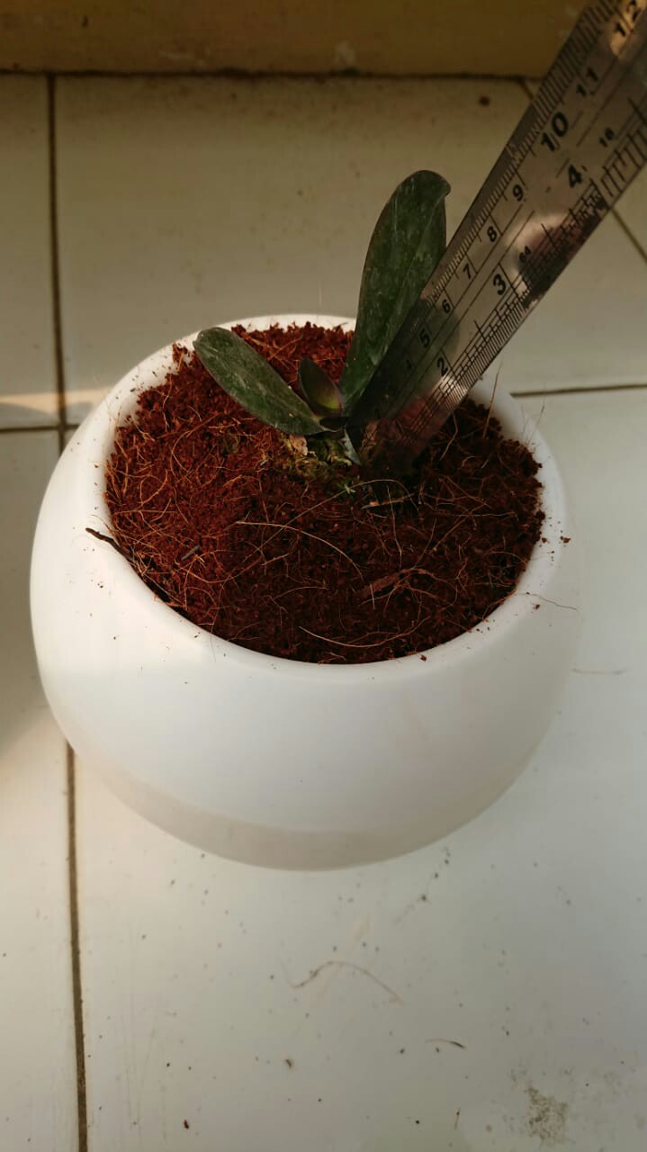 Bibit Anggrek Bulan Remaja - Phalaenopsis Hybrid Taiwan - Tanaman Bunga Hias