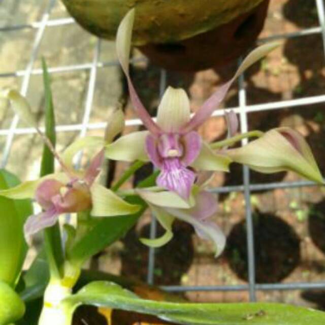 Jual Anggrek Dendrobium Rabbit Pink | Shopee Indonesia