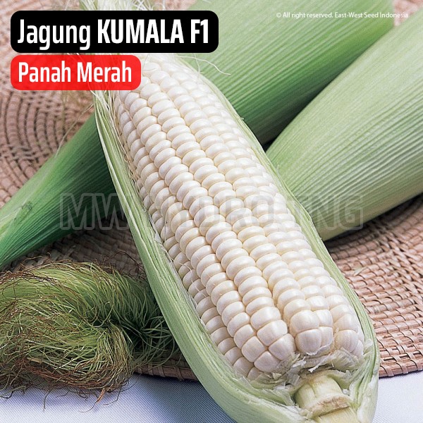 Benih Panah Merah, Jagung KUMALA F1 - East West Seed