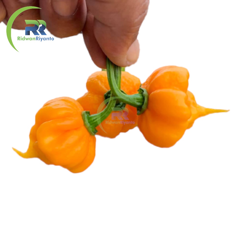 BIJI Benih Cabai CAROLINA REAPER Yellow Cabe Terpedas Nomor 1 di Dunia Versi Guinness World Record