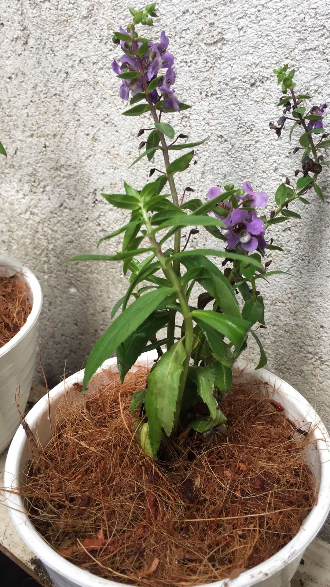 Pohon Bunga Lavender Tanaman Pengusir Nyamuk