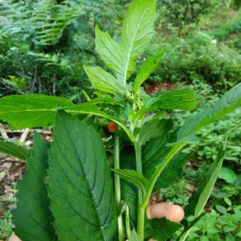 TERMURAH!! Daun sintrong segar