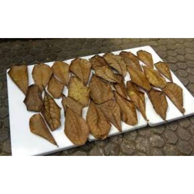 

daun ketapang olahan