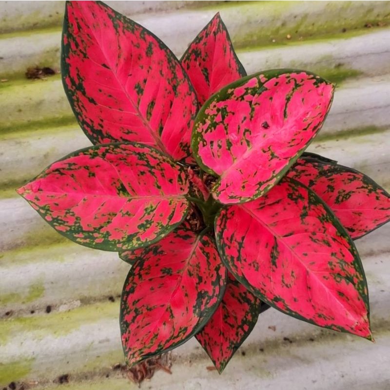 Aglonema Red Apel / bibit bunga / bunga hidup / tanaman / tanaman bunga / bunga hiasan /bunga aglone