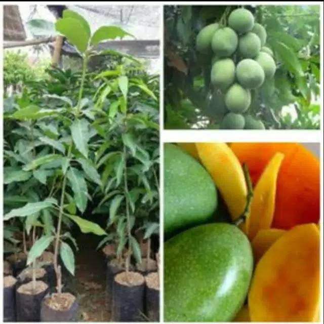 Bibit mangga  Manalagi  Madu  tinggi 1meter up siap berbunga 