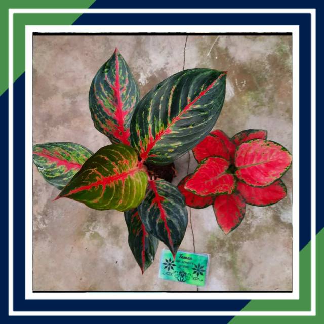 [BISA COD] RED BORJUE & KATRINA REMAJA IMPORT THAILAND (Tanaman Hias/Aglaonema)