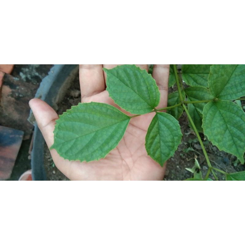 daun lanang ecoprint