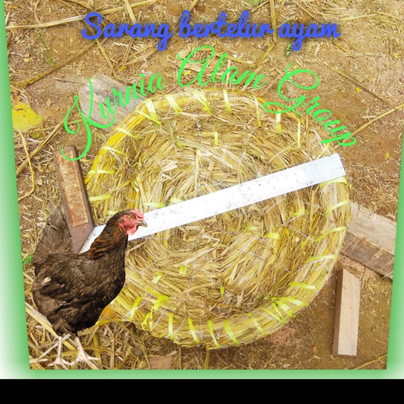 sarang tempat bertelur ayam