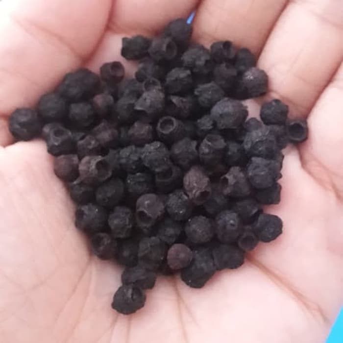 

Biji bunga pucuk merah 1kg berkualitas