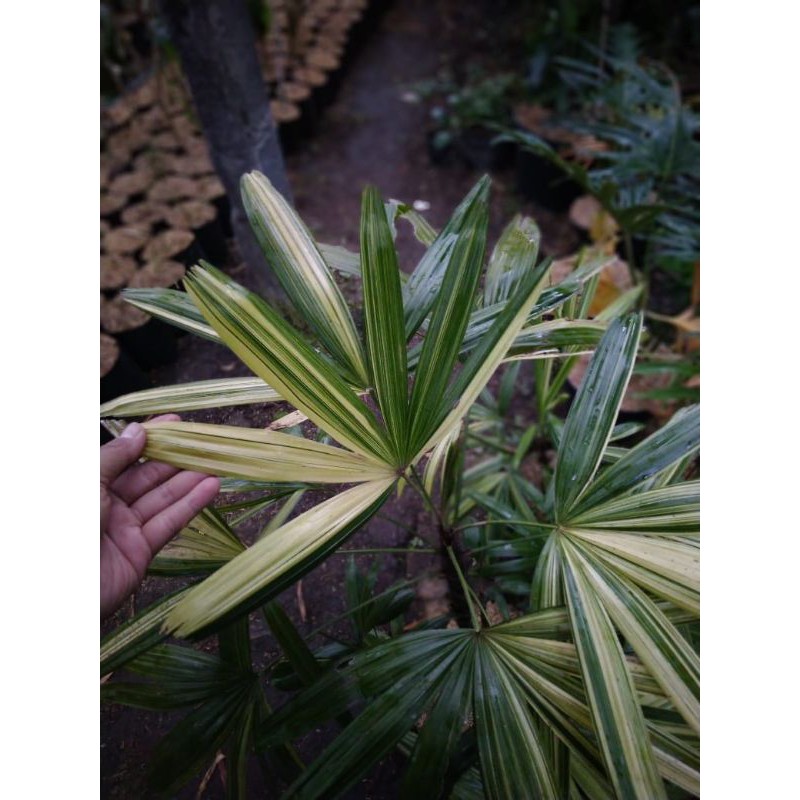 palem waregu variegata