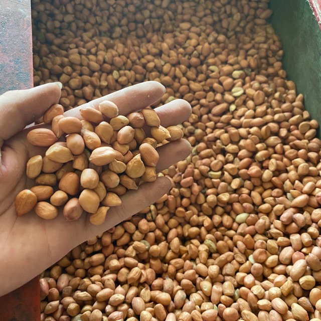 250Gram KACANG OSE / MENTAH / SAMBAL