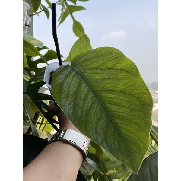 Monstera dubia mature real pict