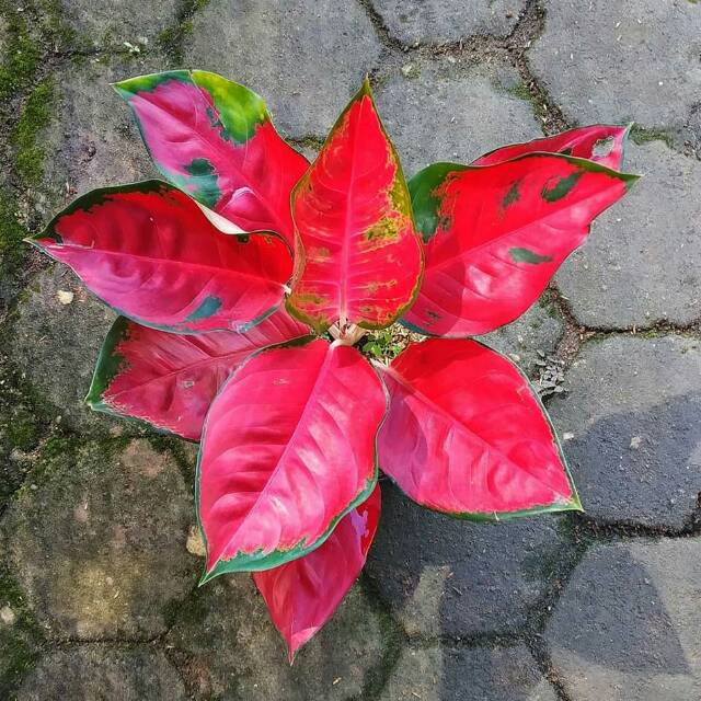 Aglaonema suksom jaipong