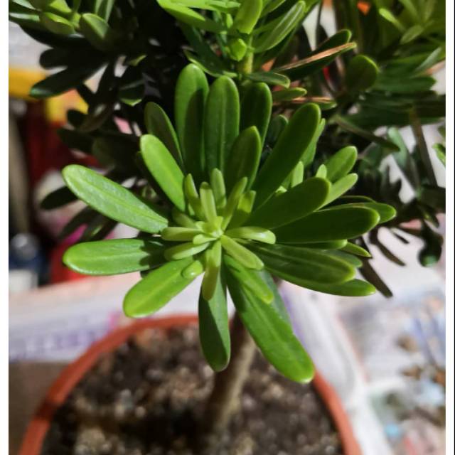 Tanaman hias lohansung cincuan bahan bonsai / lohansung cincuan / tanaman bonsai lohansung