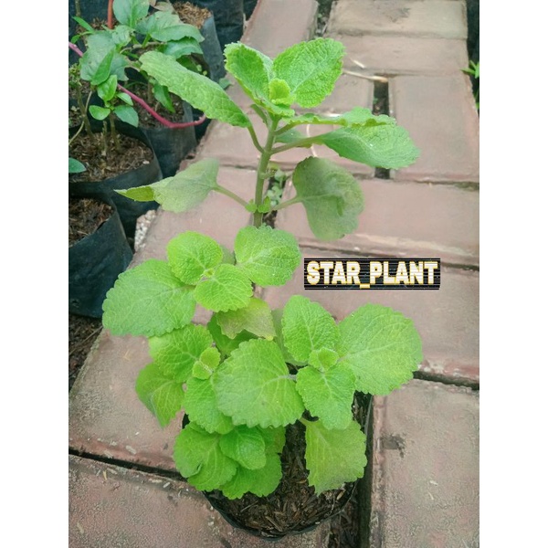 Jual Tanaman Herbal Daun Bangun Bangun Shopee Indonesia 2719