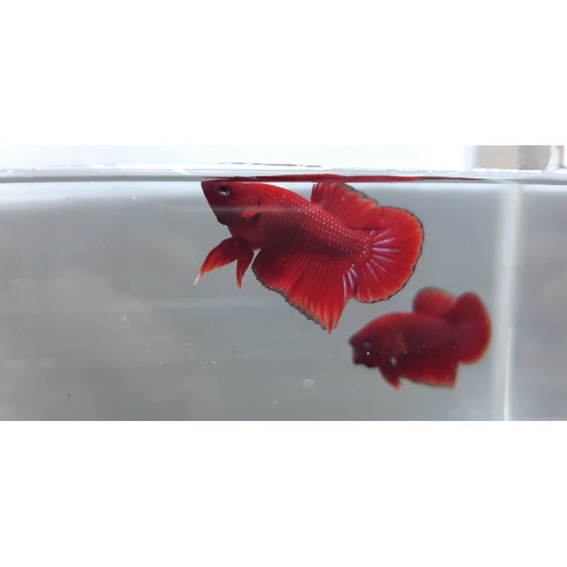 

Ikan Cupang Plakat Super Red (dapat 3 ekor)