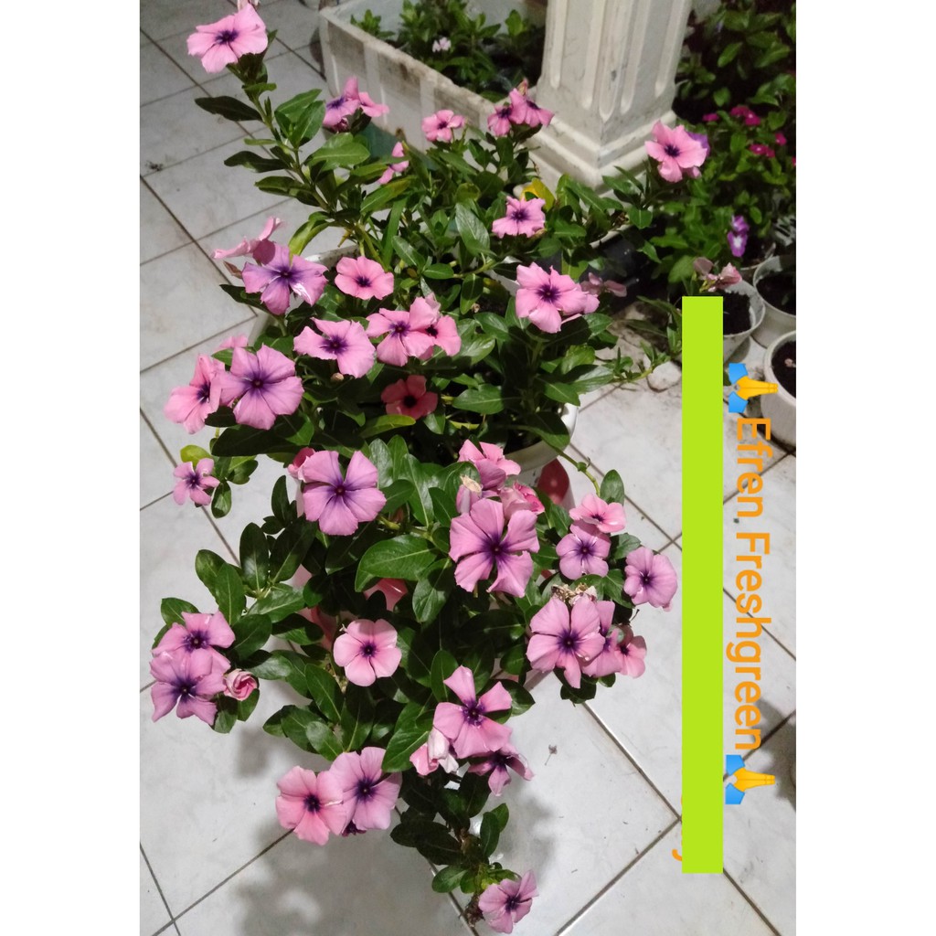 BIJI BUNGA VINCA JUNTAI FRESH SEED
