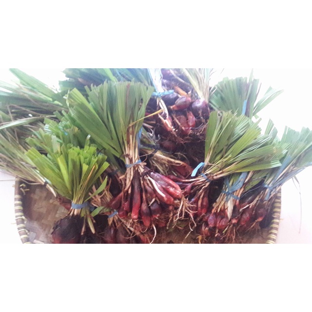 

Bawang Dayak