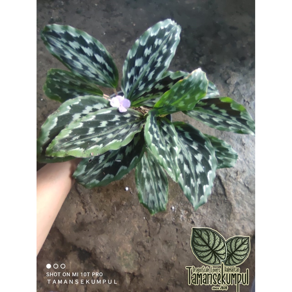 [Calathea Ekor Merak] Rawatan Rumpun Calathea Sirih/Ekor Merak Murah