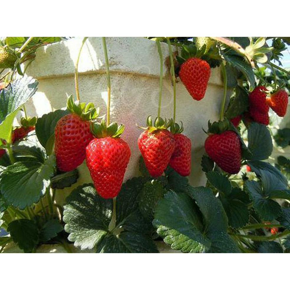 BIBIT BUAH BIBIT TANAMAN BUAH STRAWBERRY EARLIBRITE BIBIT TANAMAN