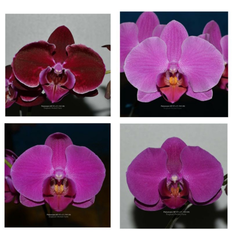 Seedling Anggrek bulan