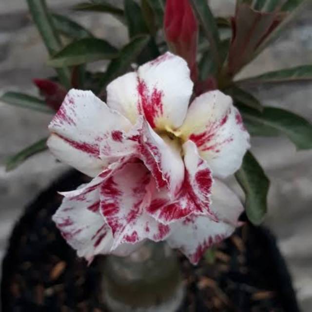 Tanaman Hias Adenium