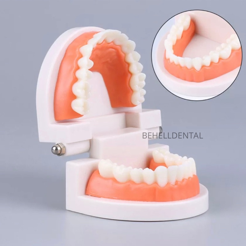 DENTAL STUDY MODEL HIGH QUALITY // Patung Gigi // Model Phantom Dental // Alat Peraga Kedokteran Praktek Gigi Ortho Orthodontic Tanpa Behel bracket Braces // Behelldental