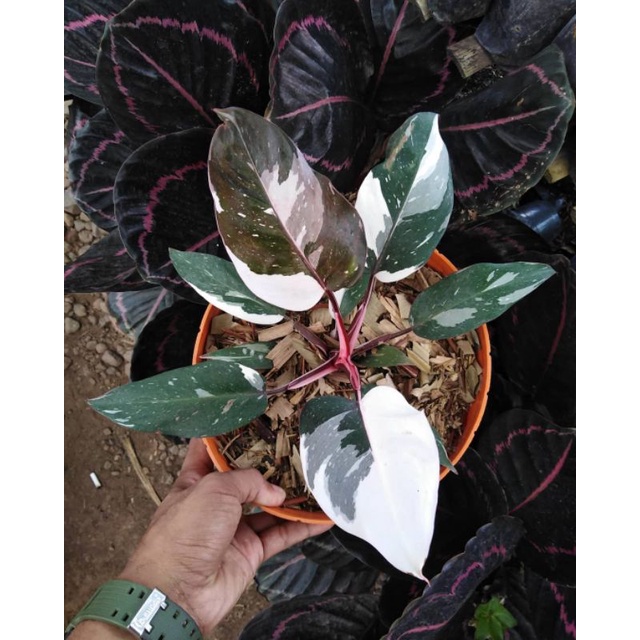 Philodendron Anderson varigata