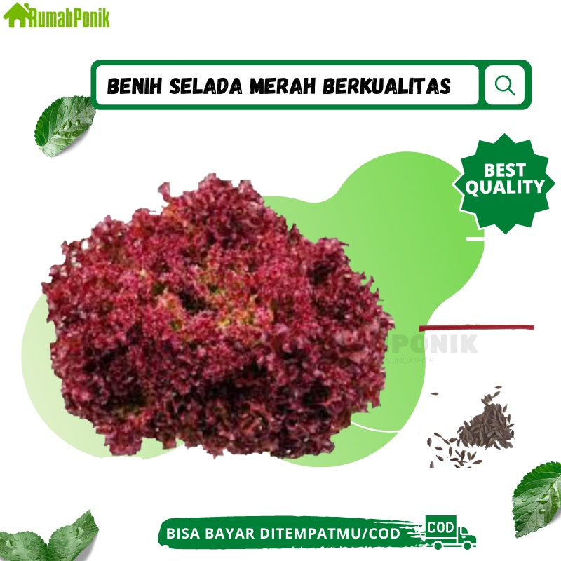 Ratusan Benih Sayuran Selada Merah / Benih Selada Merah / Bibit Selada Merah