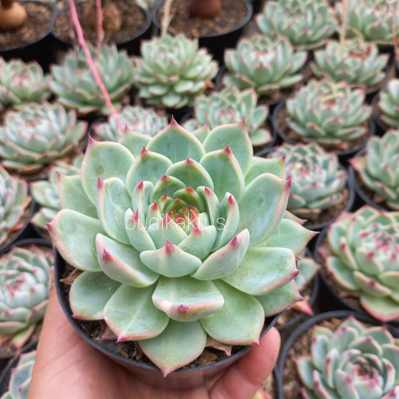 Echeveria cihua hua